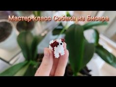 a person holding a tiny white and red dog in their hand next to a potted plant