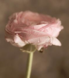 Photography Compositions, Macro Flower Photography, Macro Photography Tips, Macro Photographers, Open Rose, Photography Flowers, Rule Of Thirds