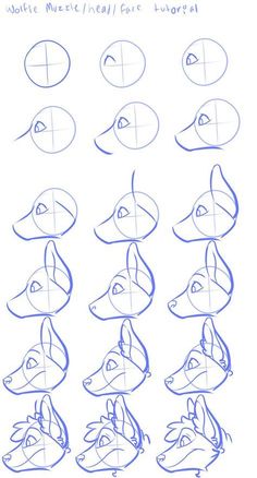 how to draw an animal's head with different angles and shapes for each face