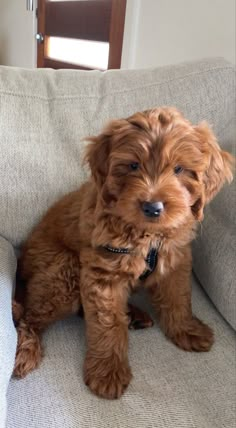 a small brown dog sitting on top of a couch