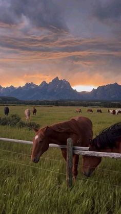 horses graze in an open grassy field with mountains in the background at sunset or dawn