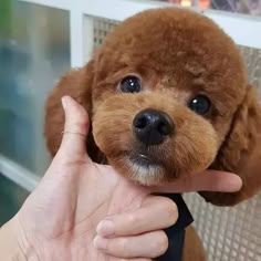 a small brown dog is being held up by someone's hand with the thumb on it