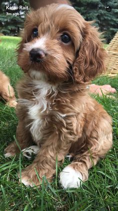 a small brown and white dog sitting in the grass