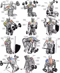 the muscles and their functions are shown in this diagram, which shows how they work