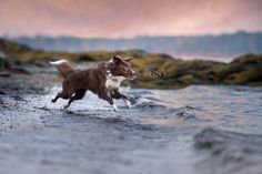 a brown and white dog is running in the water