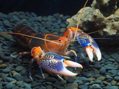 Lobster Animal Photography, Beautiful Bugs, Underwater Photos, Aquatic Animals, Pretty Animals, Crustaceans, Beautiful Fish, Ocean Creatures