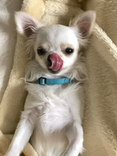 a small white dog laying on top of a bed with its tongue out and tongue hanging out