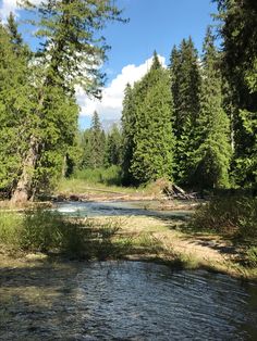 a river running through a forest filled with lots of green trees and tall pine trees