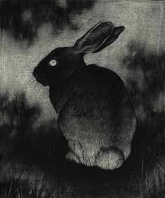 an instagram page with a black and white photo of a rabbit sitting in the grass