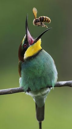 a colorful bird with its mouth open and a bee on it's back end