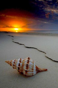 Jolie Photo, Alam Yang Indah, Beach Scenes, A Sea, Ocean Beach, Sea Shell, Beautiful Sunset, Beautiful Photography, Beach Life