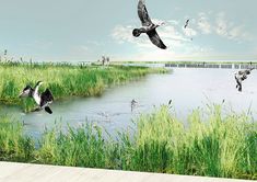 ducks are flying over the water near tall grass and birds in the sky above them