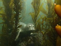 a sea lion swimming in the water surrounded by kelp plants and other marine life