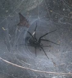 a large spider sitting on top of a web