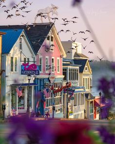 birds fly over the colorful houses in this town