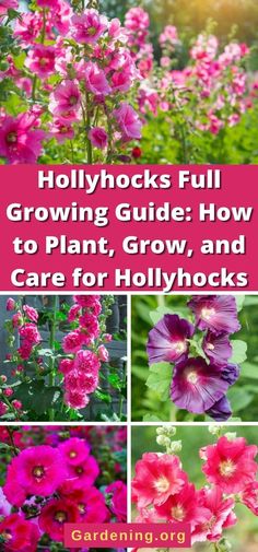 pink flowers with text that reads, hollyhocks full growing guide how to plant, grow and care for hollywood