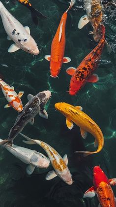 many different colored koi fish swimming in the water