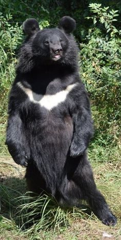 a large black bear sitting on its hind legs