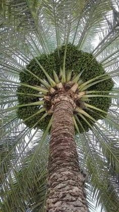 an image of a palm tree taken from the ground up to the top and bottom