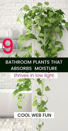 bathroom plants that absorb moisture and heat in low light cool web fun for all ages