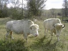 two white cows are standing in the grass