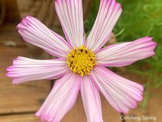 a pink flower with yellow center sitting on top of a wooden table next to a potted plant