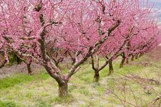 the trees are blooming very nicely in the field