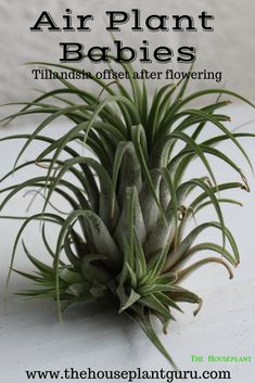 an air plant with the title above it that says, how to grow air plant babies