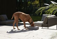 a brown dog eating out of a bowl on the ground next to a lounge chair