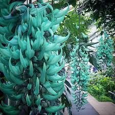 many green bananas hanging from the ceiling in a garden area with other plants and trees