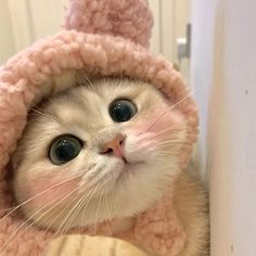 a white cat wearing a pink knitted hoodie and looking up at the camera