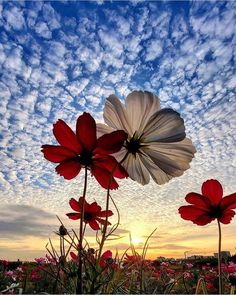 some red and white flowers under a blue sky