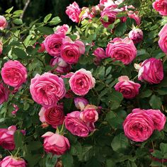 a bush full of pink roses with green leaves