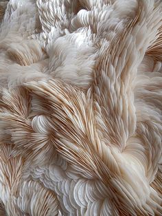 an abstract photograph of white feathers