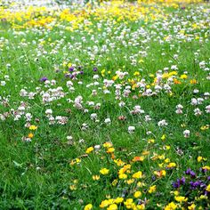 a field full of wildflowers and other flowers