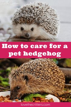 how to care for a pet hedgehog