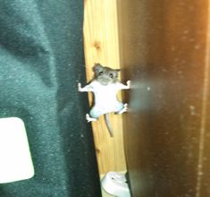 a mouse is peeking out from behind a door with the caption, my vision impossibleible