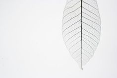 a single leaf hanging from the side of a tree branch on a snow covered ground