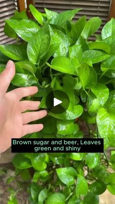 someone is holding their hand out in front of a plant with the words brown sugar and beer leaves green and shiny