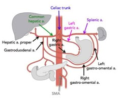 diagram of the anatomy of the stomach and its major functions, including gastro - mematia