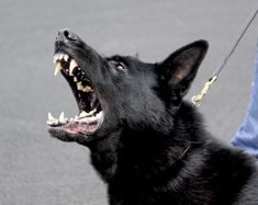 a black dog with its mouth open on a leash