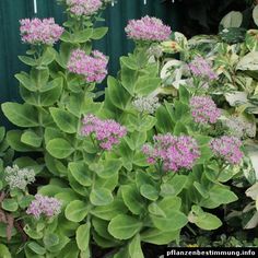 purple flowers and green leaves in front of a green wall with white trim on it