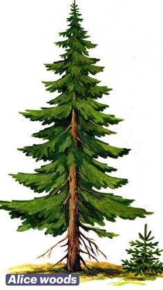 a drawing of a tall pine tree with the words alice woods on it's side