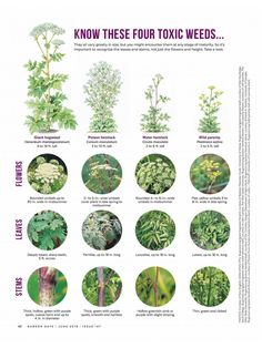 a poster showing different types of plants