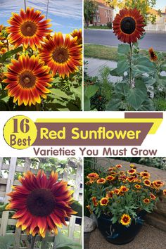 red sunflower varieties you must grow in the garden with text overlay that reads, best red sunflower varieties you must grow