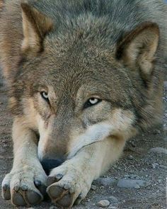 a wolf laying down on the ground with his paw resting on its face