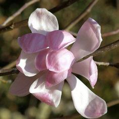 a pink flower is blooming on a tree branch