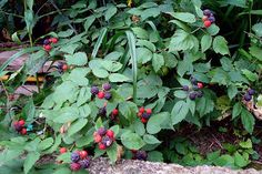 raspberries growing on the side of a stone wall next to plants and flowers