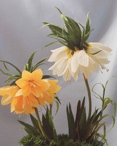 two white and yellow flowers in a vase