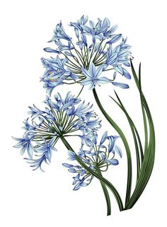 blue flowers with green stems are shown in this drawing, it looks like they have been drawn